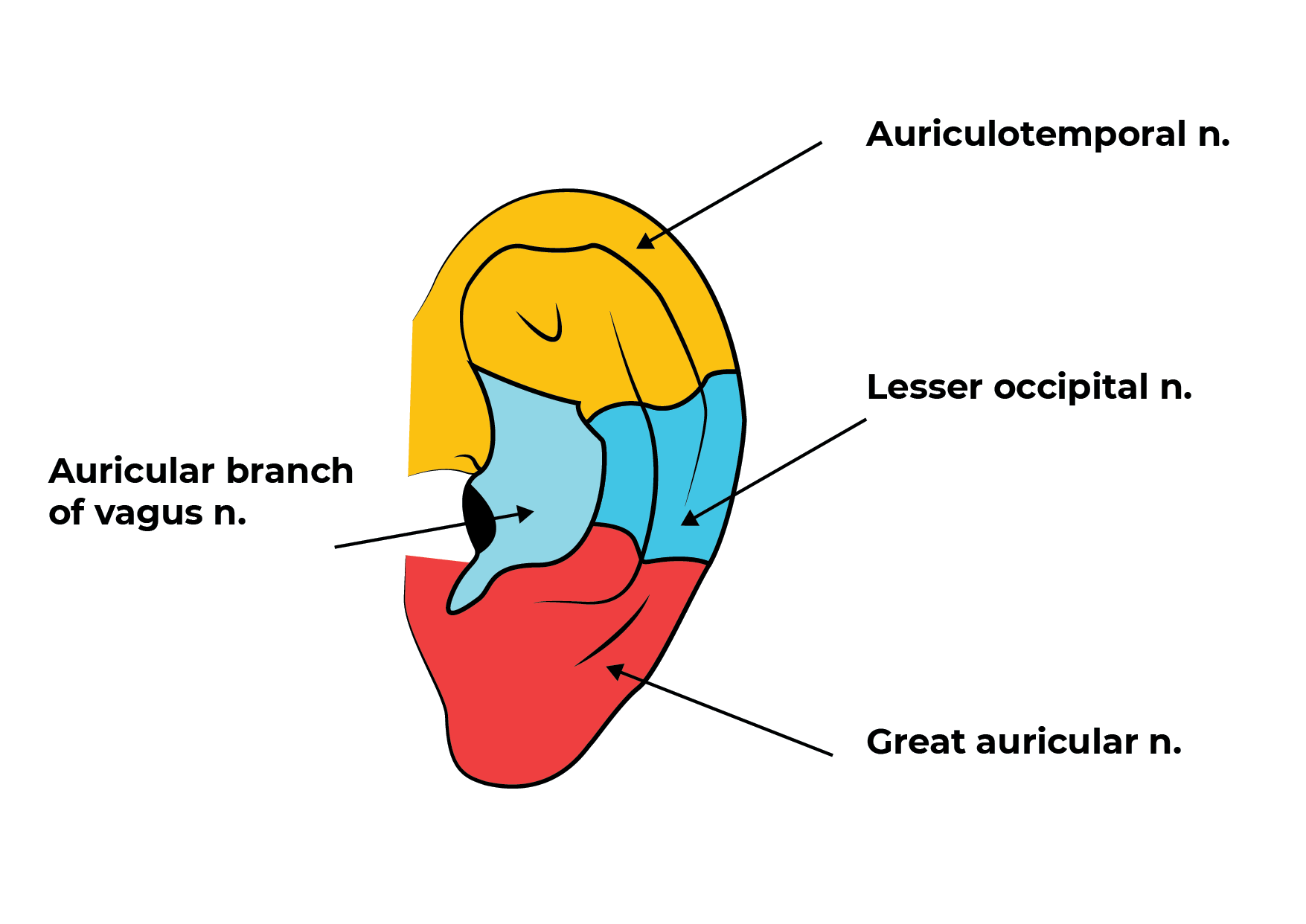 External Middle Ear