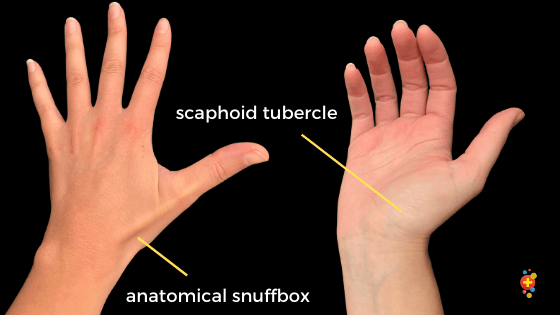 Finger injuries: basics and bones - Don't Forget the Bubbles
