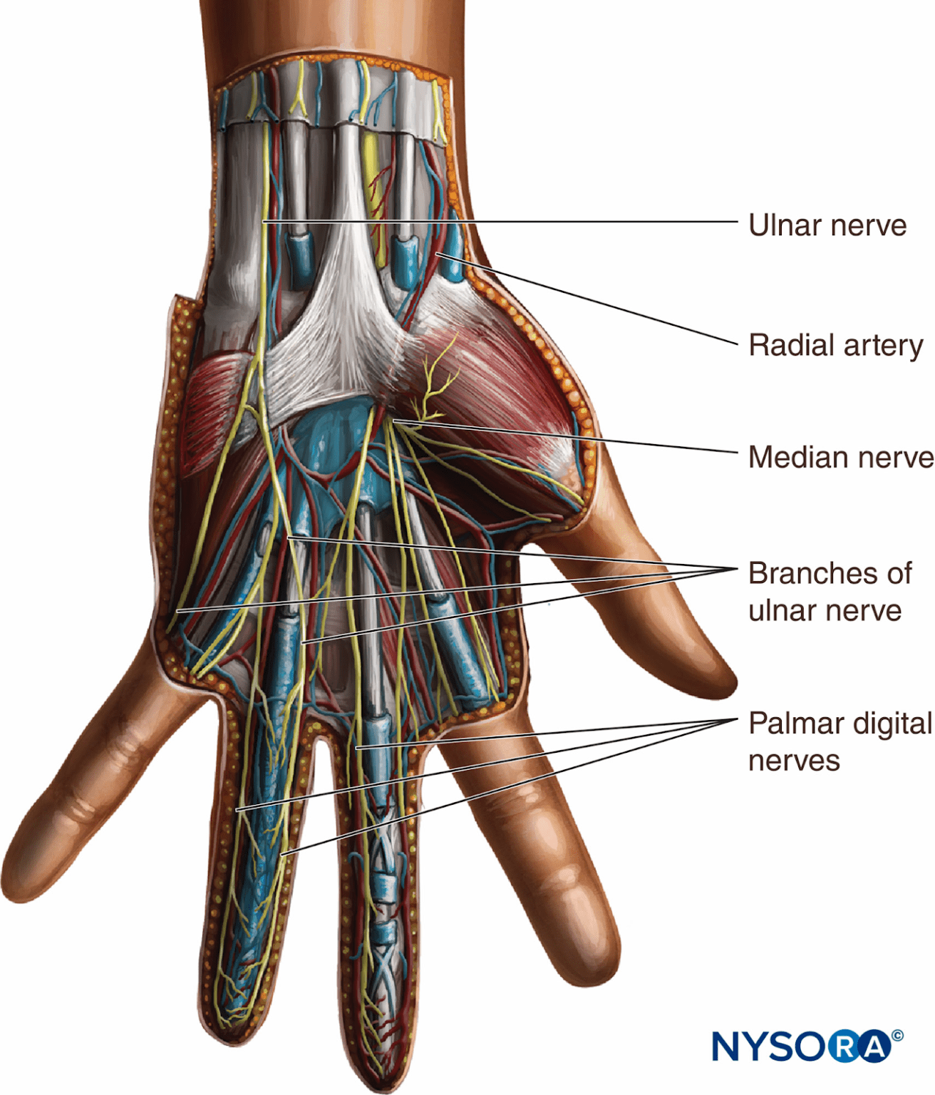 wrist-examination-pathology-module