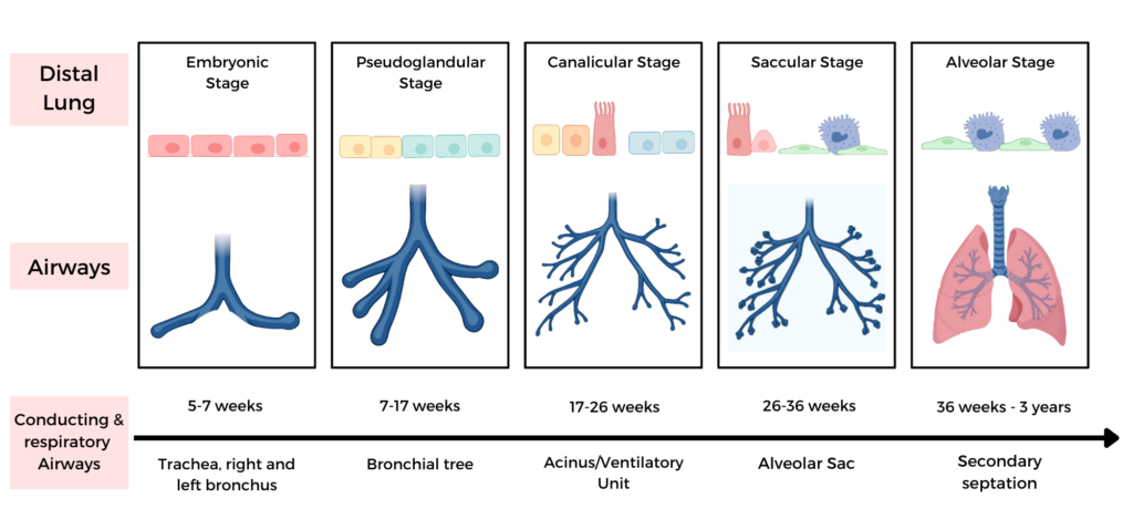 A graphic of the embryological stages of development of normal lungs